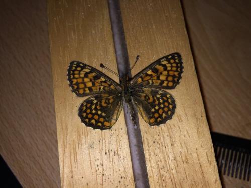 Melitaea sp.