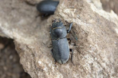 Réf. 243 704 : Dorcus parallelipipedus