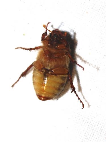 Amphimallon majale