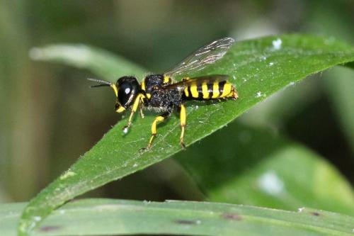 Réf. 243 843 : Ectemnius cavifrons