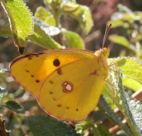 Colias croceus