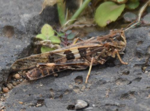Oedaleus senegalensis dimidiatus