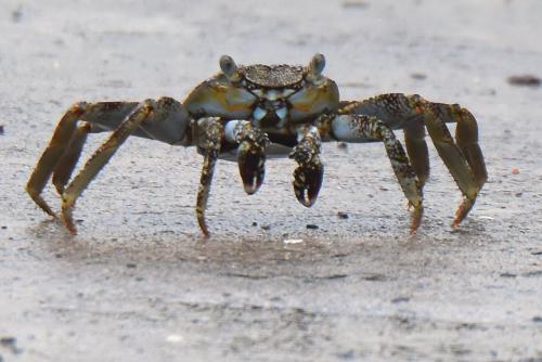Grapsus grapsus