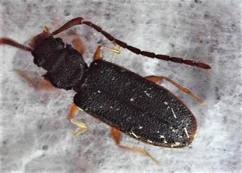 Réf. 243 823 : Uleiota planatus