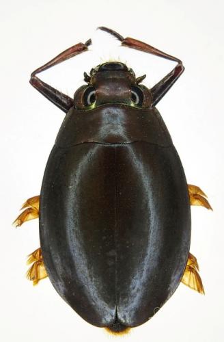 Dineutus sp.