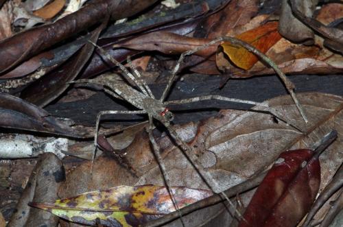 Deinopis madagascarensis
