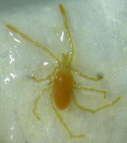 Réf. 243 287 : Podothrombium filipes