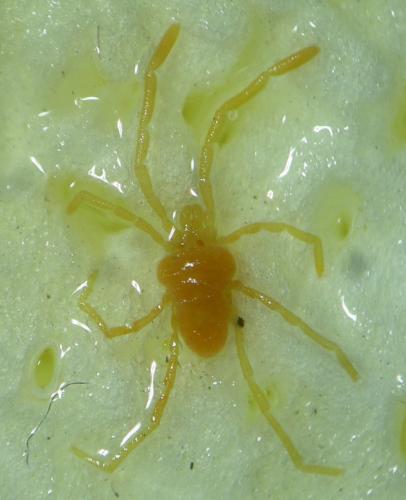 Réf. 243 288 : Podothrombium filipes