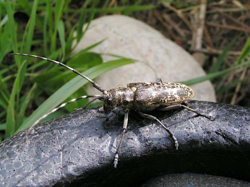 Réf. 243 380 : Monochamus sutor