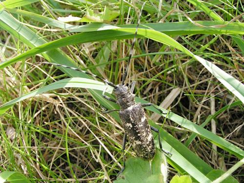 Réf. 243 381 : Monochamus sutor