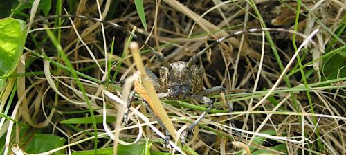 Réf. 243 383 : Monochamus sutor