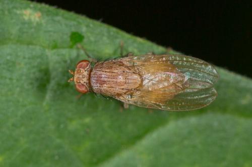 Minettia plumicornis