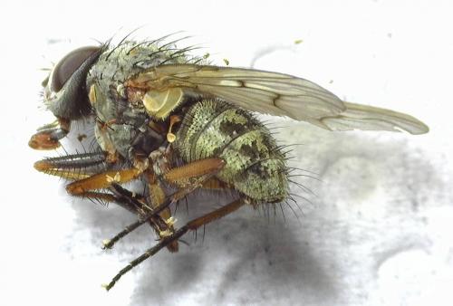 Phaonia tuguriorum