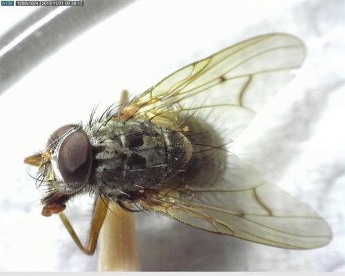 Phaonia tuguriorum