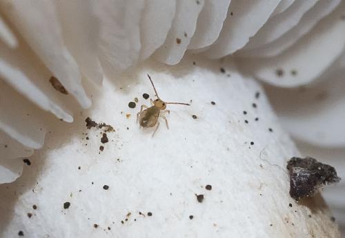 Dicyrtomina sp.
