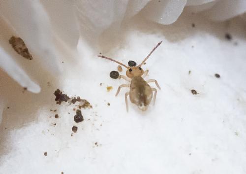 Dicyrtomina sp.