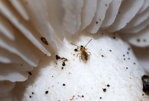 Réf. 243 534 : Dicyrtomina sp.