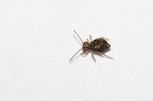 Dicyrtomina saundersi