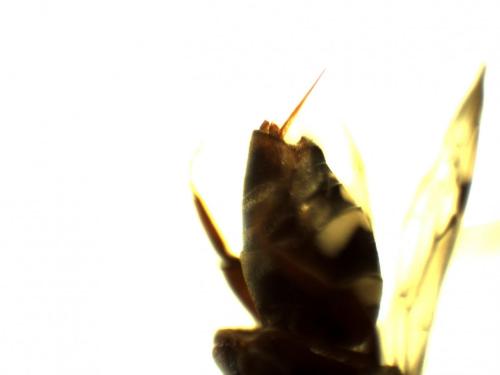 Réf. 243 312 : Epeolus sp.