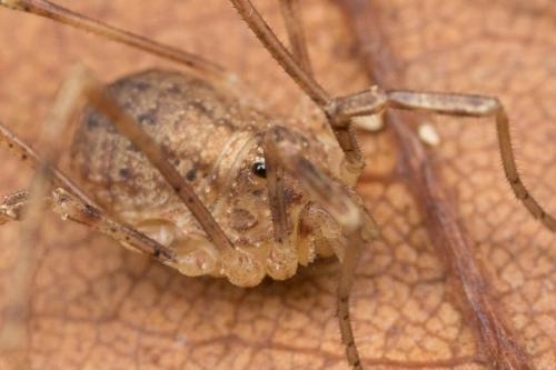 Oligolophinae