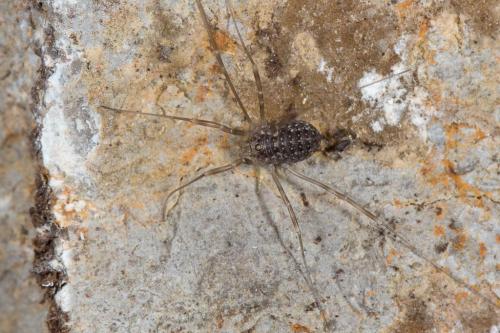 Nelima sp.