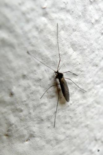 Trichocera sp.