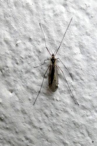 Trichocera sp.