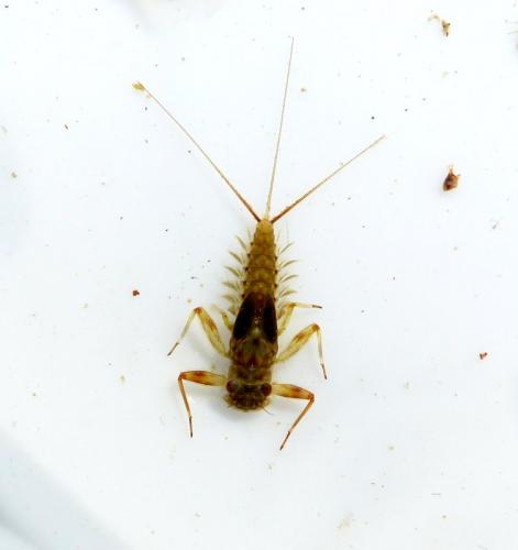Electrogena lateralis