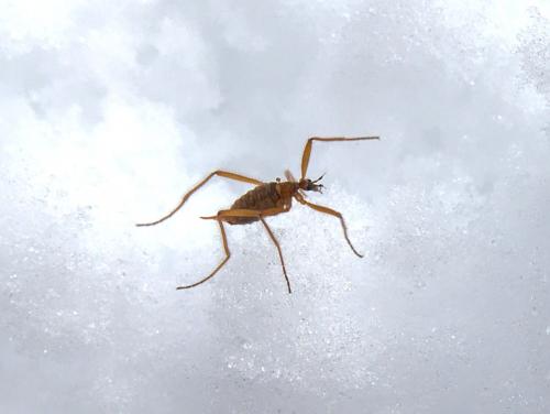Chionea sp.
