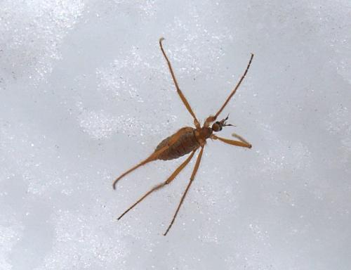 Chionea sp.