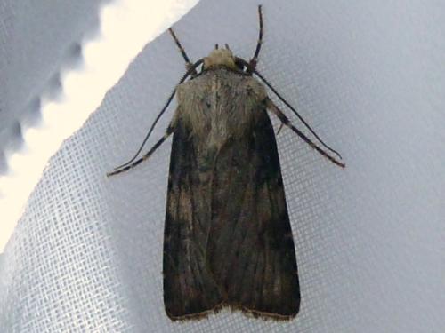 Réf. 243 827 : Agrotis puta