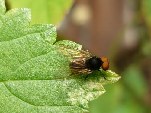 Réf. 243 268 : Platypeza consobrina