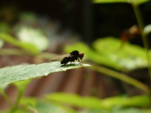 Réf. 243 269 : Platypeza consobrina