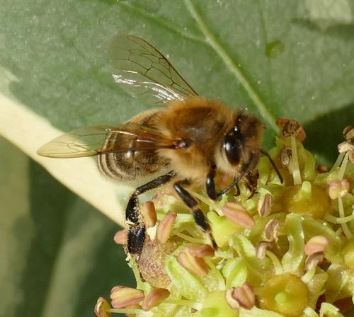 Réf. 243 883 : Apis mellifera