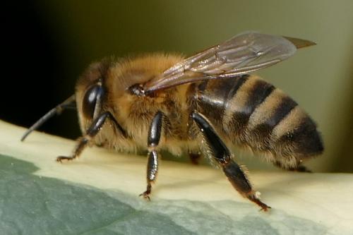 Réf. 243 884 : Apis mellifera