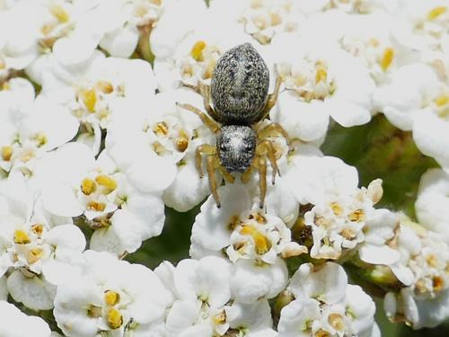 Heliophanus flavipes