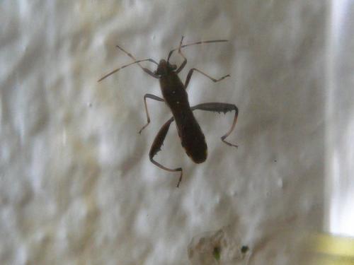 Camptopus lateralis