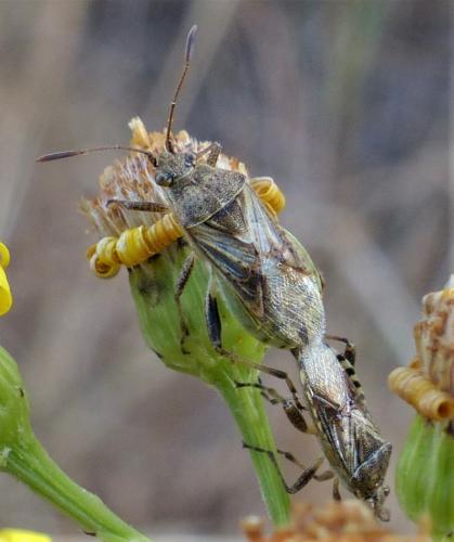 Réf. 243 332 : Stictopleurus punctatonervosus