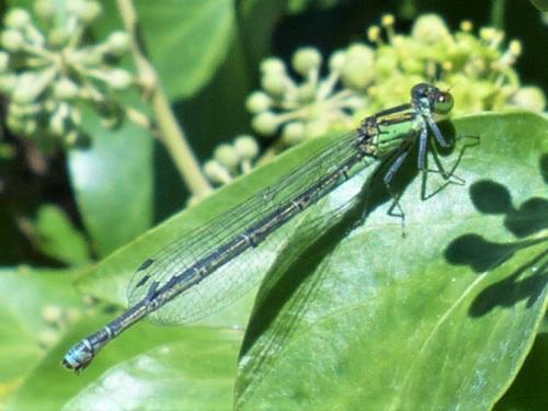 Erythromma viridulum
