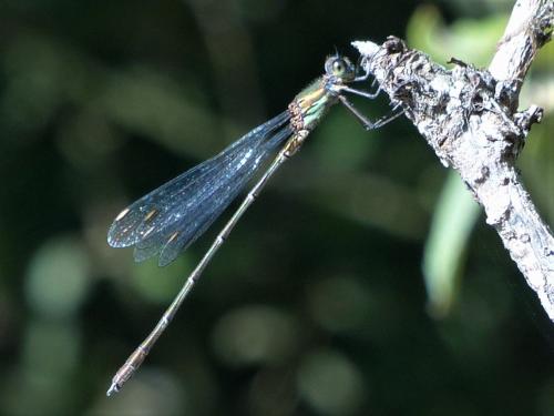Chalcolestes viridis