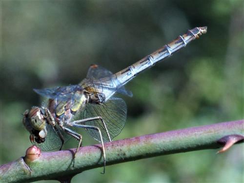 Sympetrum striolatum