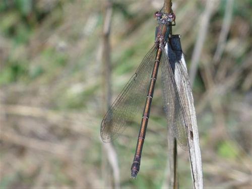 Réf. 243 473 : Chalcolestes viridis