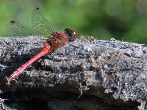 Sympetrum sanguineum