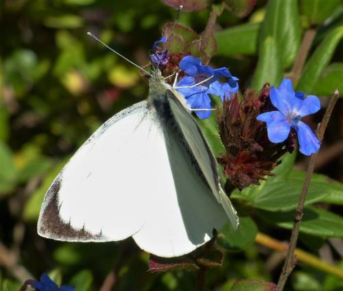 Réf. 243 109 : Pieris brassicae