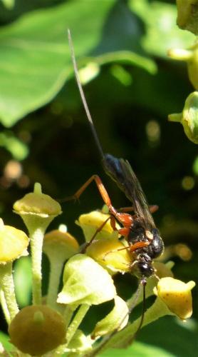 Lissonota sp.