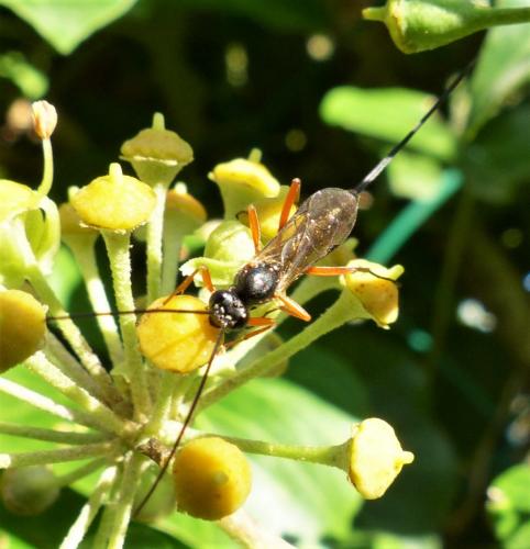 Lissonota sp.