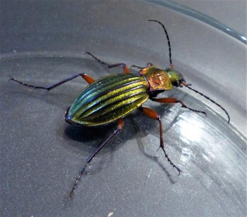 Réf. 243 127 : Carabus auronitens