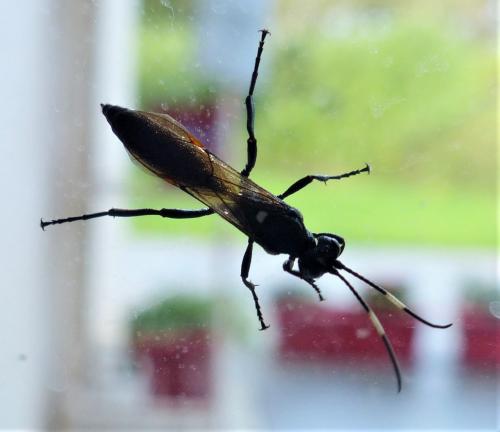 Ichneumon lugens