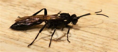 Réf. 243 272 : Ichneumon lugens