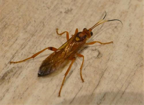 Lymantrichneumon disparis